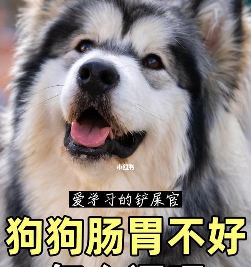 狗狗饭量小肠胃不好怎么办？如何调整饮食改善状况？