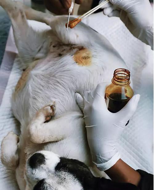 狗狗肝腹水如何使用丹诺士治疗？常见问题有哪些？