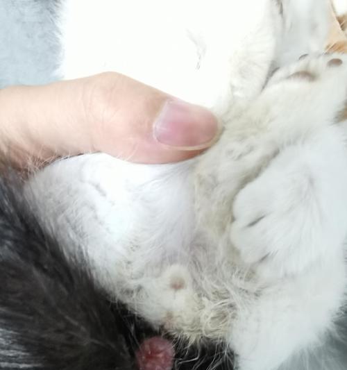狗狗肛门肿胀软软的是怎么回事？如何处理？
