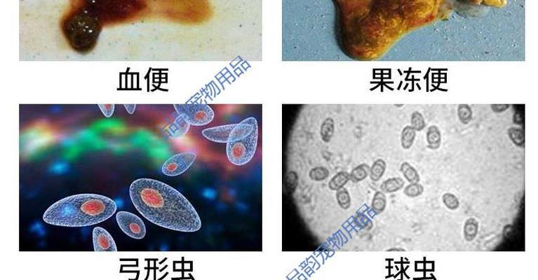 狗狗感染弓形虫怎么办？哪种药物治疗效果最好？