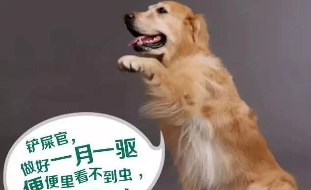 狗狗光吃不拉怎么办？如何解决宠物便秘问题？