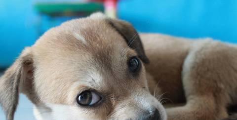 狗狗光吃不拉怎么办？如何解决宠物便秘问题？