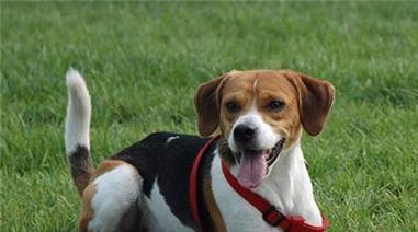 狗狗光吃狗粮会胖吗？如何控制宠物犬的体重？
