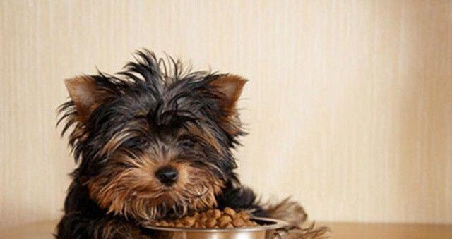 狗狗光吃狗粮会胖吗？如何控制宠物犬的体重？