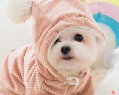过年带狗狗回家要注意什么？有哪些准备步骤？