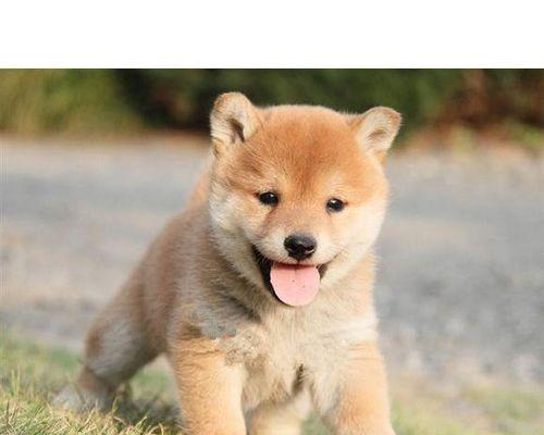 狗狗可以喝蜂蜜水吗？喝了有什么好处和坏处？
