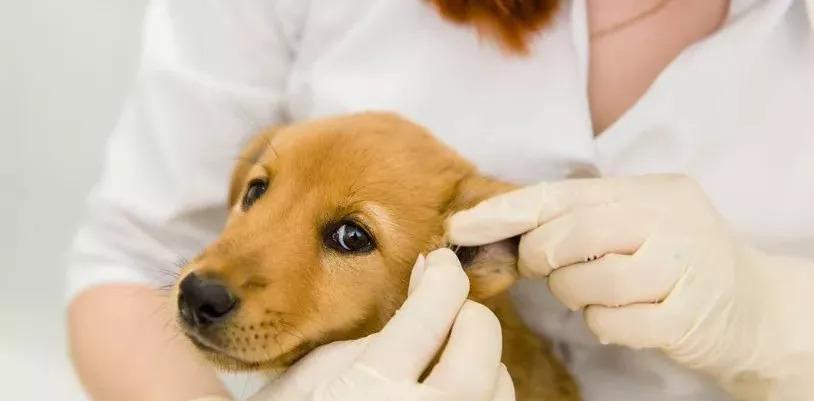 狗狗耳屎过多怎么办？有效清理方法有哪些？