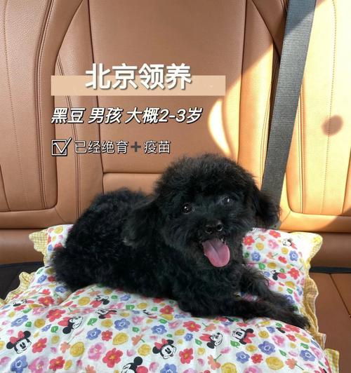 狗狗误饮防冻液后怎么办？如何进行紧急处理？