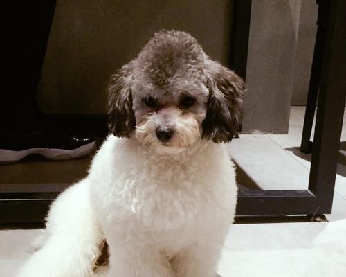 狗狗误饮咖啡后怎么办？如何处理和预防？