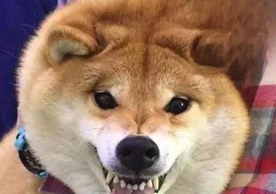 狗狗呼吸声重眼屎多是什么原因？如何解决？