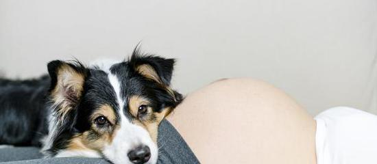 狗狗怀孕期症状图片有哪些？如何识别狗狗怀孕？