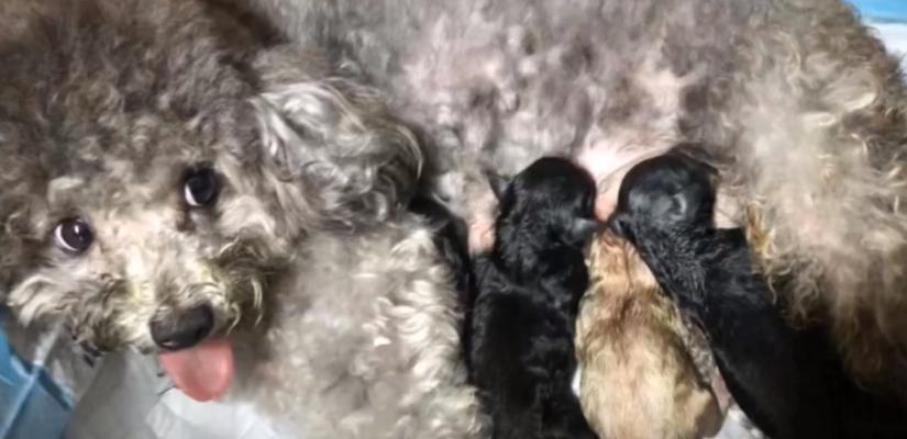 狗狗怀孕期症状图片有哪些？如何识别狗狗怀孕？