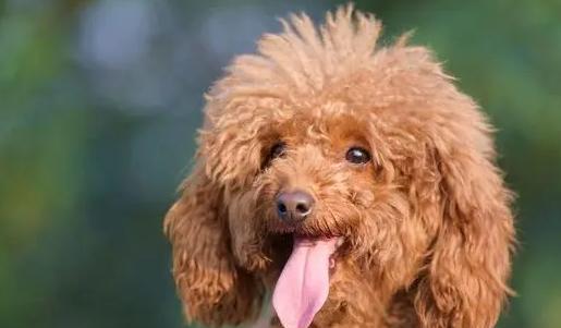 狗狗怀孕体温标准是多少？如何监测？