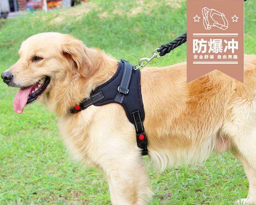 狗狗坏肚子了怎么办？如何快速缓解宠物不适症状？