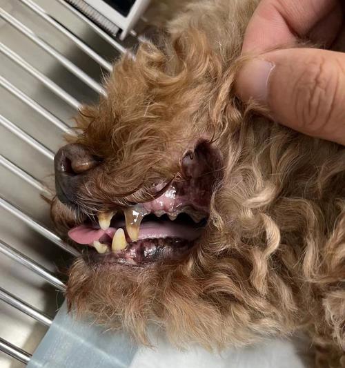 狗狗换牙齿换哪几颗？换牙期的护理方法是什么？