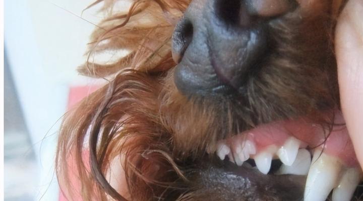 狗狗换牙期间应该喂什么食物？如何确保营养均衡？