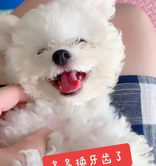 狗狗换牙意味着什么？换牙期狗狗的护理要点有哪些？