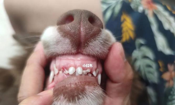 狗狗换牙意味着什么？换牙期狗狗的护理要点有哪些？
