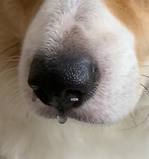 狗狗出现黄色鼻涕样稀便怎么办？可能的原因和处理方法是什么？