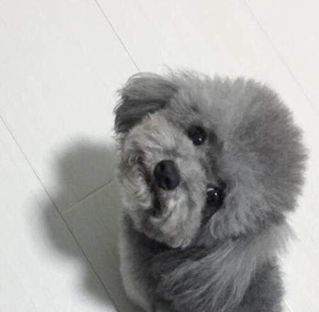 狗狗灰色大便和打喷嚏是怎么回事？常见原因和解决方法是什么？