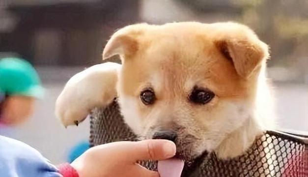 狗狗昏迷呻吟身体凉怎么办？可能的原因和急救方法是什么？
