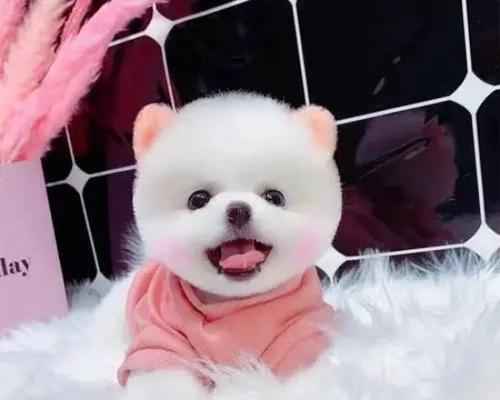 狗狗鸡鸡周围出现血渍是怎么回事？如何处理？
