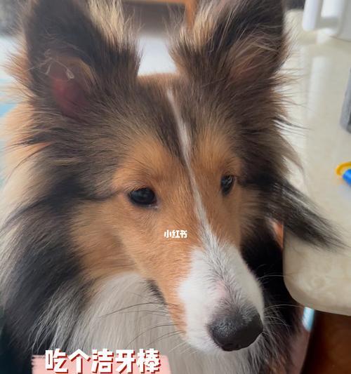 狗狗几个能吃洁牙棒？选择合适的洁牙棒有哪些注意事项？