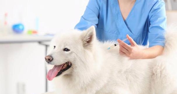 狗狗几个月可以打针？疫苗接种时间表和注意事项是什么？