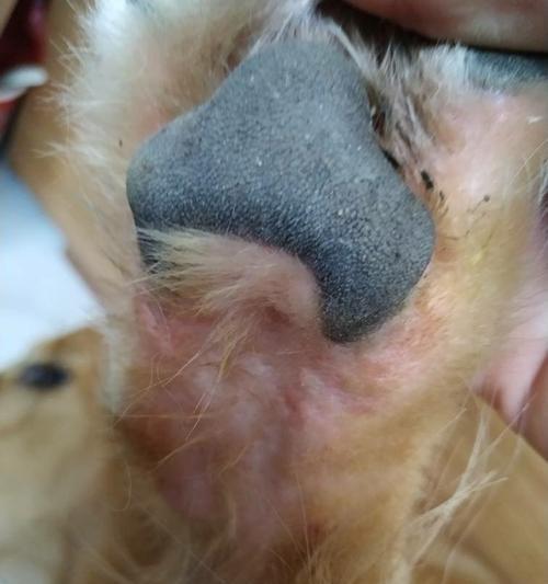 狗狗甲沟炎吃什么药能快速缓解？