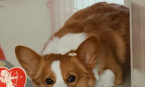 狗狗假孕气喘怎么办？如何有效缓解症状？