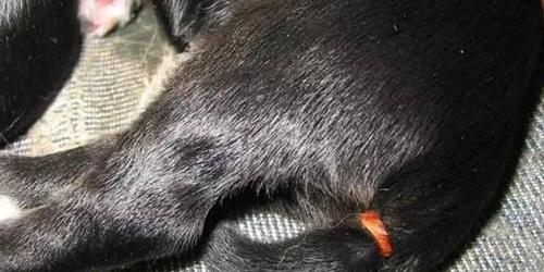 狗狗剪尾怎么剪视频？正确步骤和注意事项是什么？