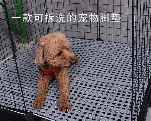 狗狗脚垫裂了怎么办？如何快速修复和预防？