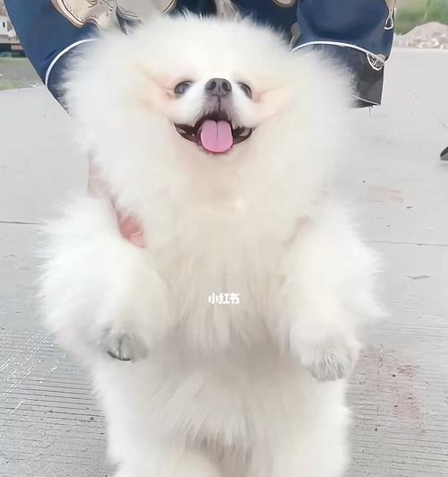 狗狗脚尖受伤了怎么办？如何进行家庭护理和治疗？