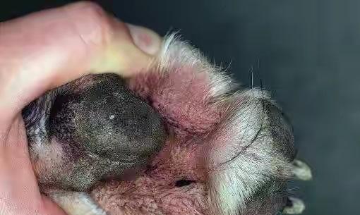 狗狗脚趾炎会传染吗？如何预防和治疗？