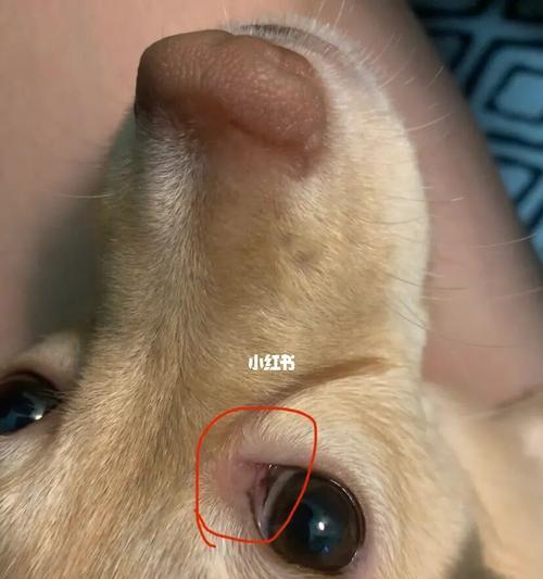狗狗角膜发白怎么治？及时治疗的必要性和方法是什么？