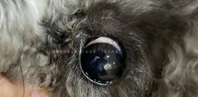 狗狗角膜发白怎么治？及时治疗的必要性和方法是什么？