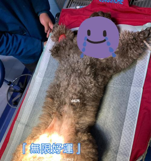 狗狗节育后应该吃什么？有哪些饮食建议？