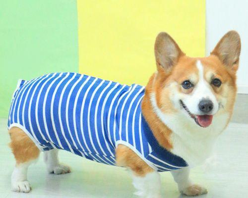 狗狗节育后应该吃什么？有哪些饮食建议？