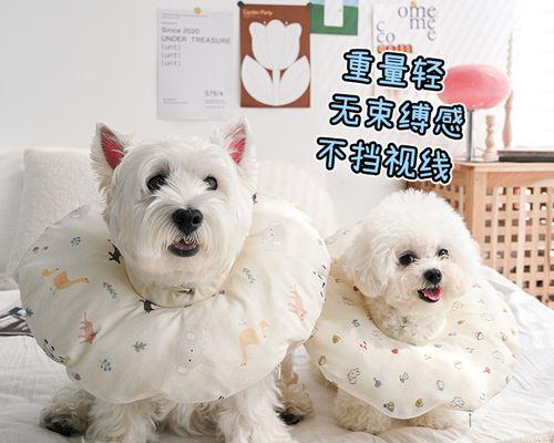 狗狗节育后应该吃什么？有哪些饮食建议？