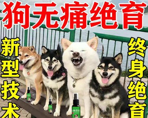 狗狗结扎是怎么结扎？手术过程和注意事项是什么？
