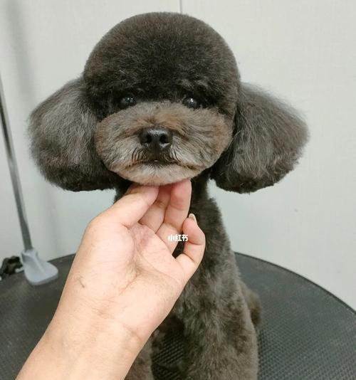 狗狗今天换了新造型？如何保持宠物造型持久？
