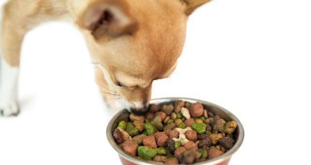 狗狗经常吃狗粮好吗？长期喂食狗粮对宠物健康的影响是什么？