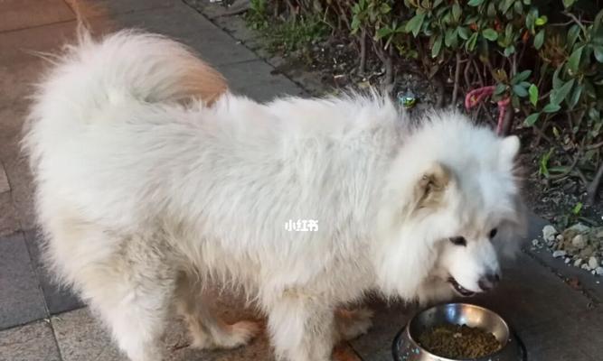 狗狗经常吃狗粮好吗？长期喂食狗粮对宠物健康的影响是什么？