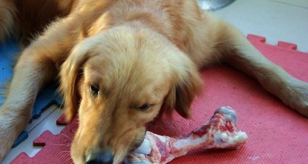狗狗就想吃肉怎么办？如何平衡宠物饮食？