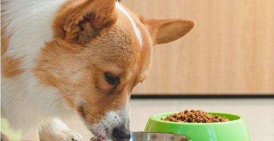 狗狗就想吃肉怎么办？如何平衡宠物饮食？