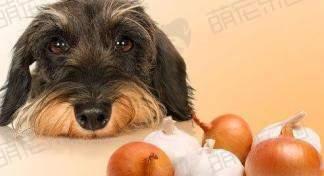 狗狗拒食训练真的有效吗？如何正确进行训练？