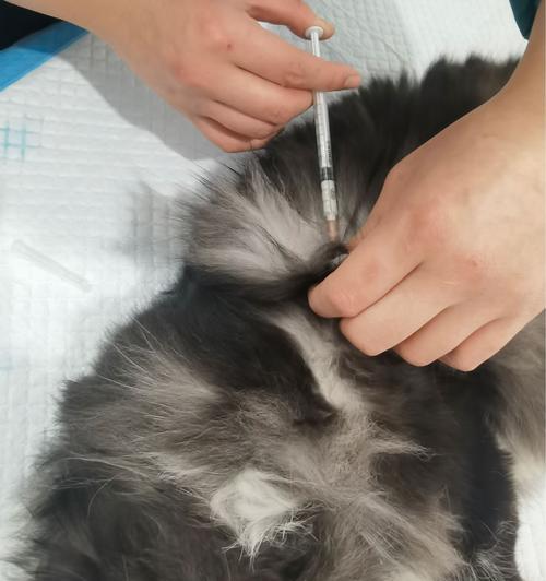 狗狗绝育手术的潜在风险是什么？术后护理需要注意哪些问题？