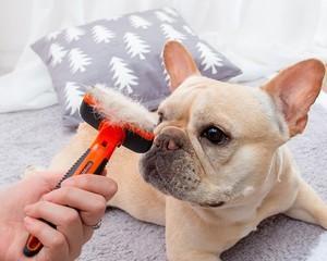 狗狗开结梳视频教程在哪里找？如何正确使用开结梳？