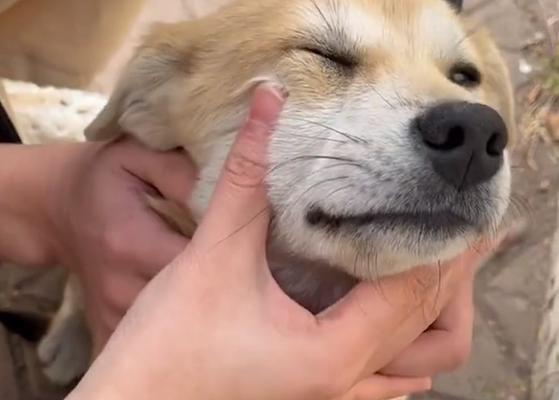 狗狗隔空咬东西是怎么回事？如何训练纠正？