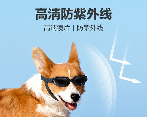 狗狗看到镜子里的主人会有什么反应？如何训练狗狗识别镜像？